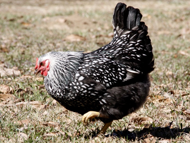 Silver-Laced Wyandottes